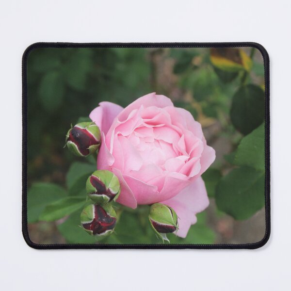 Item preview, Pink rose with dark rose buds - Soft nature photography designed and sold by Cha-s-lens.