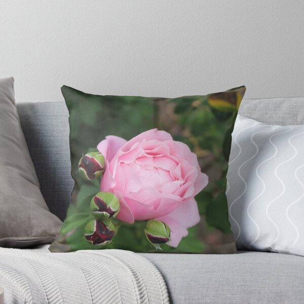 Item preview, Pink rose with dark rose buds - Soft nature photography designed and sold by Cha-s-lens.