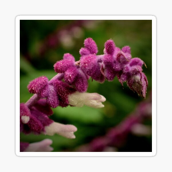 Fuzzy Wildflower Up Close Sticker