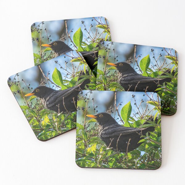 Item preview, Blackbird among shrubs designed and sold by Astute-Artio-Photography.