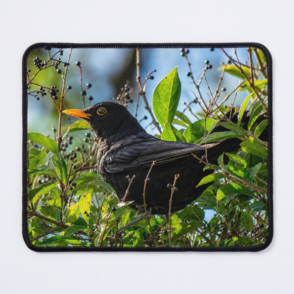 Item preview, Blackbird among shrubs designed and sold by Astute-Artio-Photography.