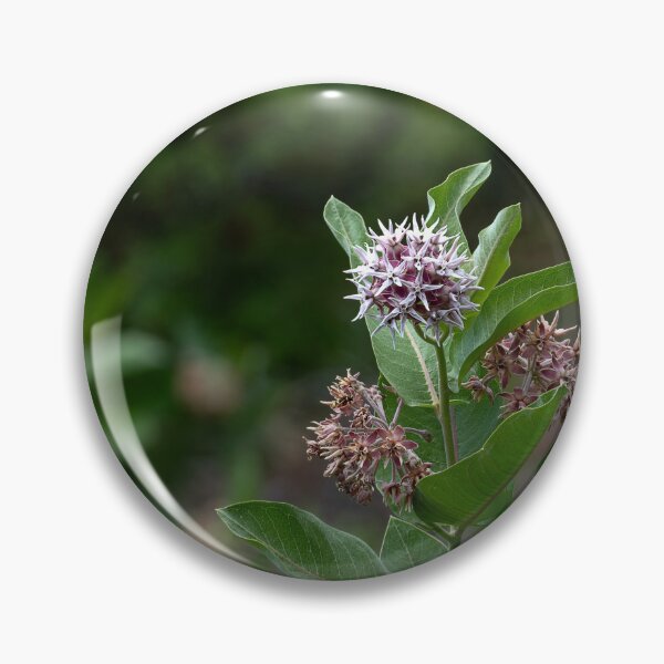 Item preview, Showy Milkweed with bokeh in square crop designed and sold by lisavonbiela.