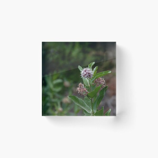 Item preview, Showy Milkweed with bokeh in square crop designed and sold by lisavonbiela.