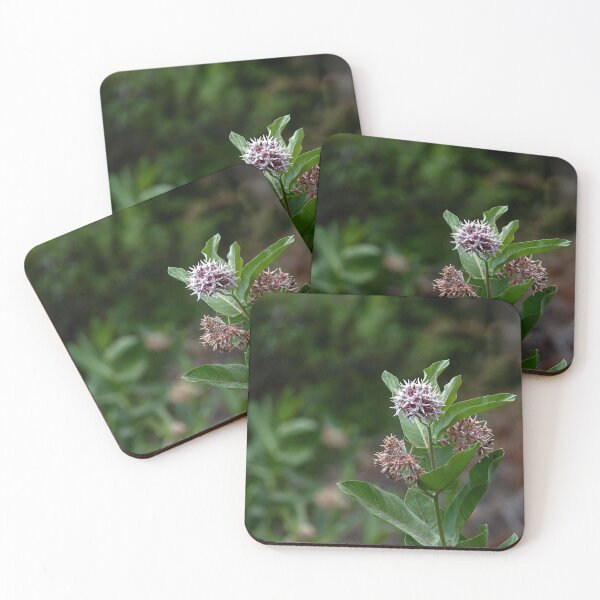 Item preview, Showy Milkweed with bokeh in square crop designed and sold by lisavonbiela.