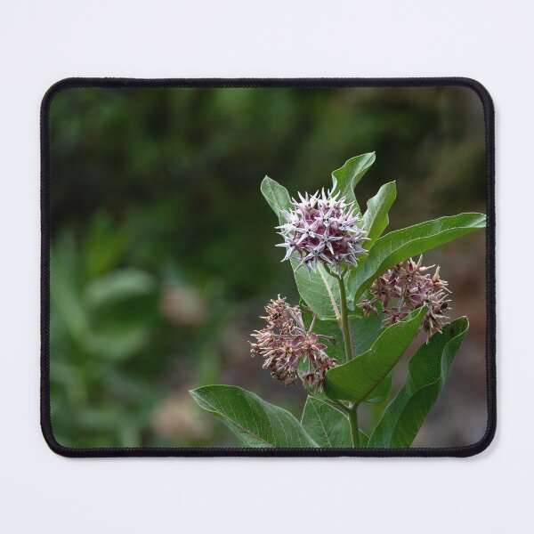 Item preview, Showy Milkweed with bokeh in square crop designed and sold by lisavonbiela.
