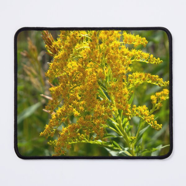 Item preview, Stalk of Goldenrod in the sun designed and sold by lisavonbiela.