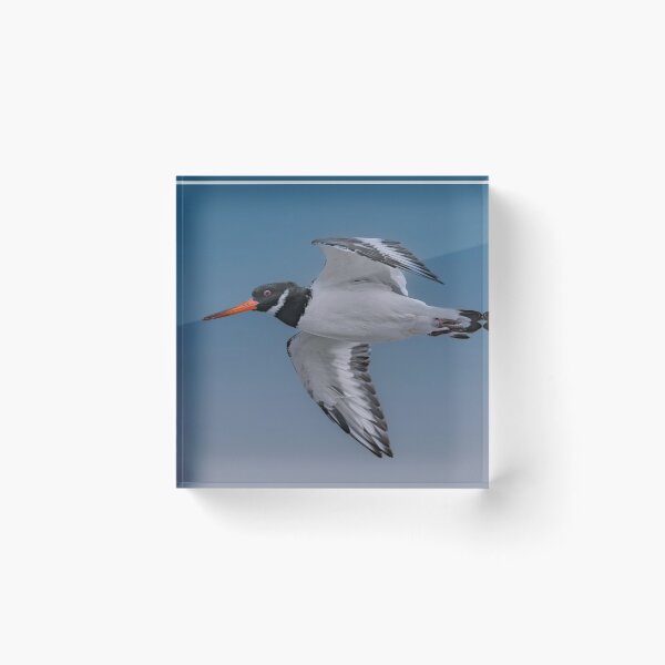 Item preview, Oystercatcher in Flight designed and sold by Tom McPherson Photography.