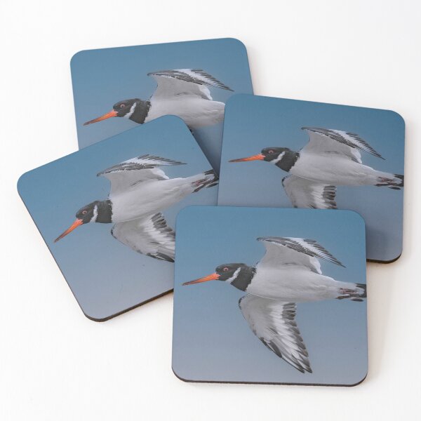 Item preview, Oystercatcher in Flight designed and sold by Tom McPherson Photography.