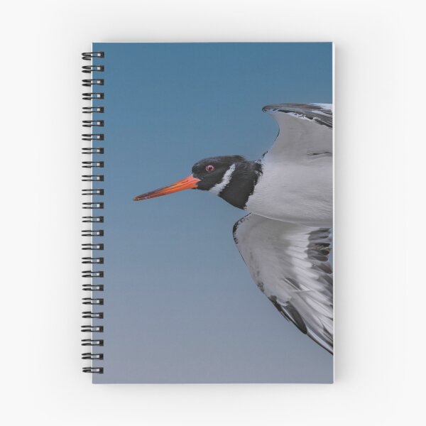 Item preview, Oystercatcher in Flight designed and sold by Tom McPherson Photography.