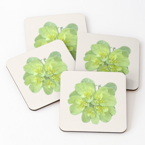 Item preview, Isolated Green Euphorbia Spurge Flower Cluster Macro Cutout designed and sold by BalkanBloom.