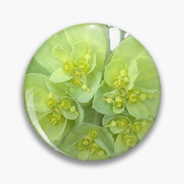 Item preview, Isolated Green Euphorbia Spurge Flower Cluster Macro Cutout designed and sold by BalkanBloom.