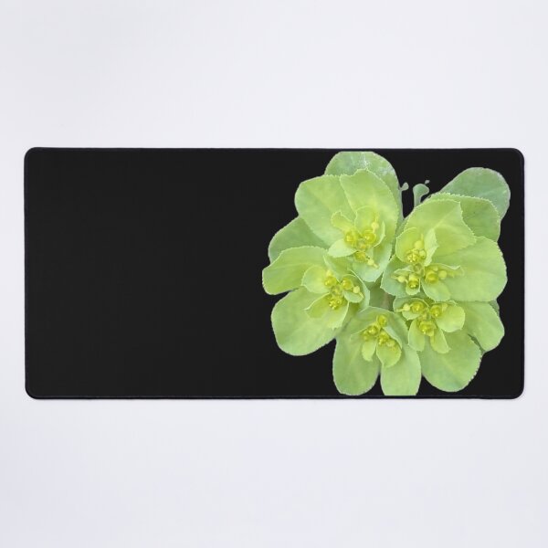 Item preview, Isolated Green Euphorbia Spurge Flower Cluster Macro Cutout designed and sold by BalkanBloom.