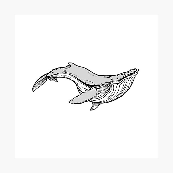 Item preview, Hand Drawn Humpback Whale designed and sold by amidst-no-whale.