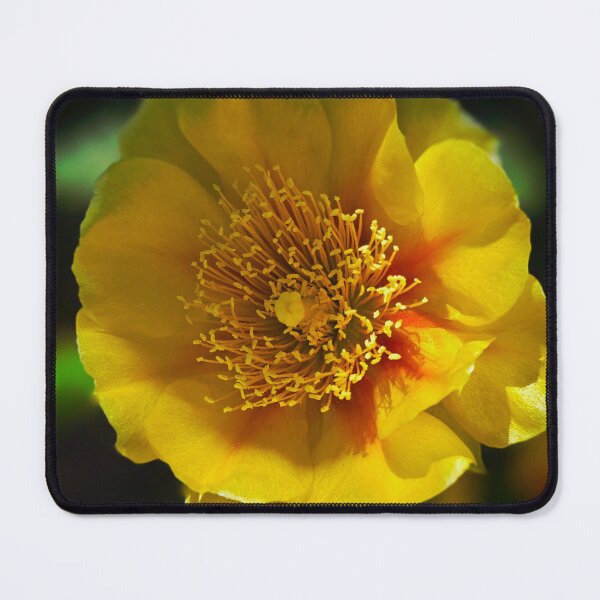 Item preview, Yellow Prickly Pear Cactus Flower Photo designed and sold by NikaNavi.