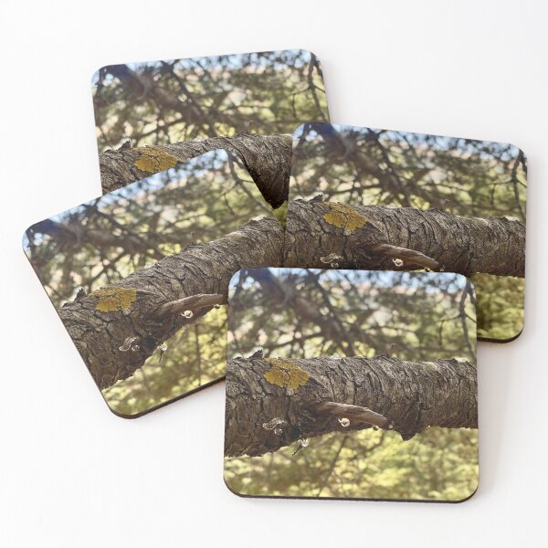 Item preview, Healing Cbc News Forest Tones designed and sold by Tonigard.