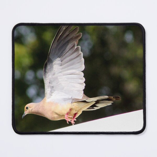 Item preview, Dove in Flight designed and sold by Birds & Beans Photography.