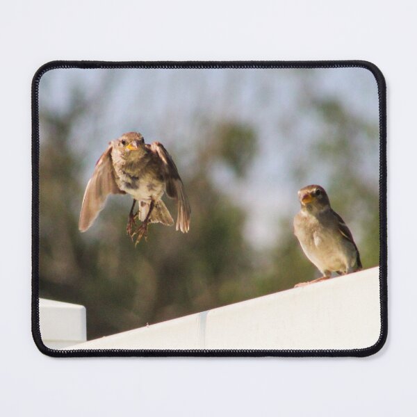 Item preview, Sparrows designed and sold by Birds & Beans Photography.