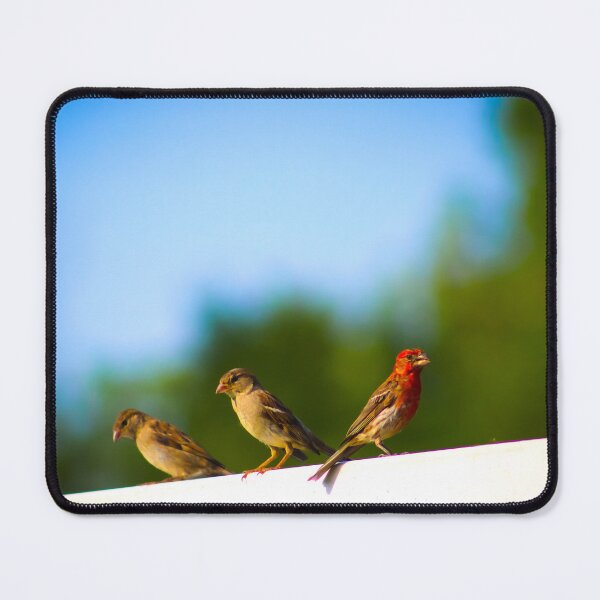Item preview, Finches designed and sold by Birds & Beans Photography.