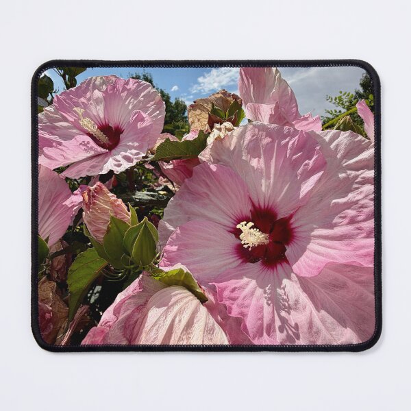 Item preview, Pink Hibiscus Reaching Up To The Sky designed and sold by Betsy Phillips.