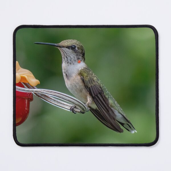 Item preview, A Young Male Hummingbird designed and sold by Lanis Rossi.