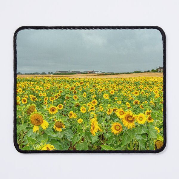 Item preview, Sunflower field designed and sold by Andrew Fletcher Photography.