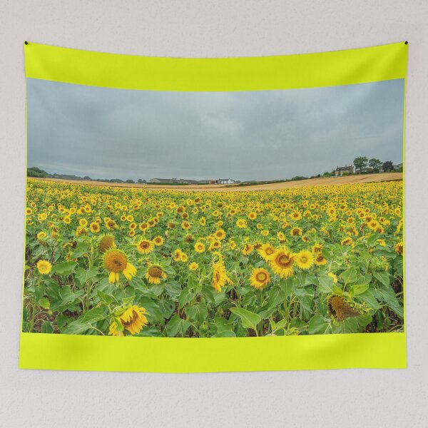 Item preview, Sunflower field designed and sold by Andrew Fletcher Photography.