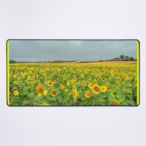 Item preview, Sunflower field designed and sold by Andrew Fletcher Photography.