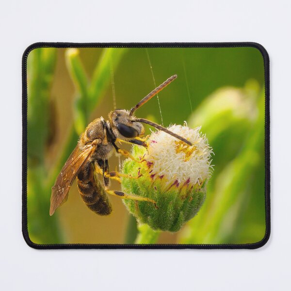 Item preview, Sweat Bee Suspended  designed and sold by Ralph Goldsmith.