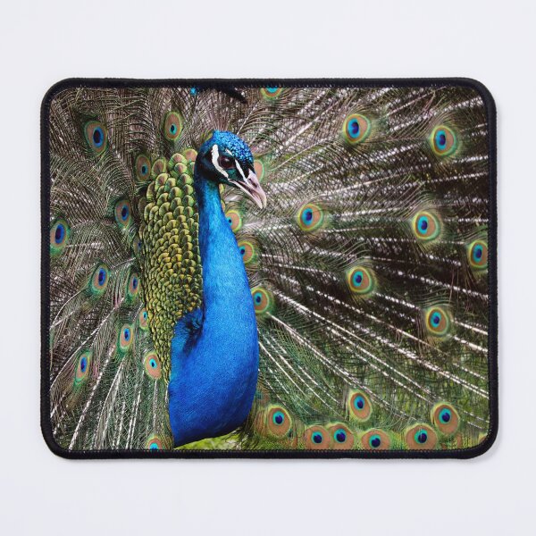 Item preview, Majestic Peacock Feathers Display Colorful Wildlife Photography designed and sold by leonwoods.