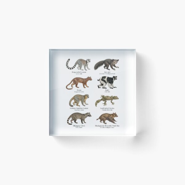 Item preview, Species Found Only in Madagascar designed and sold by ArunDandiboina.
