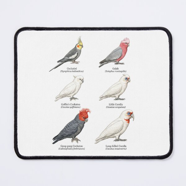 Item preview, Cockatoo species part 1 designed and sold by ArunDandiboina.