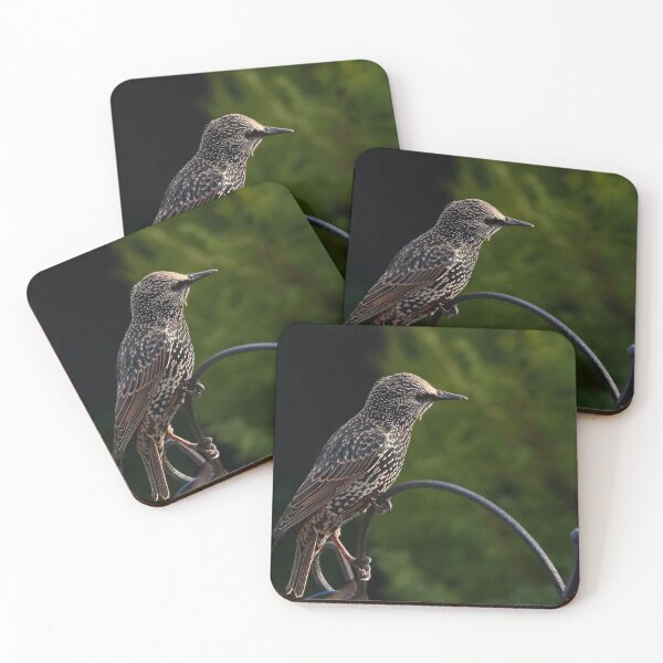 Item preview, European Starling Perched on Iron Garden Fence at Sunset designed and sold by Velvet Photos.