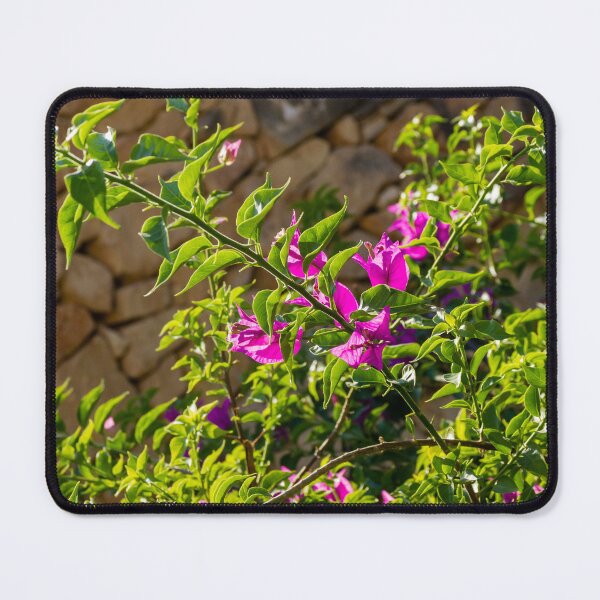 Item preview, Sunlit Pink Bougainvillea Blossoms Against Rustic Stone Wall With Lush Green Leaves Outdoor Garden Branches designed and sold by Nmallia.
