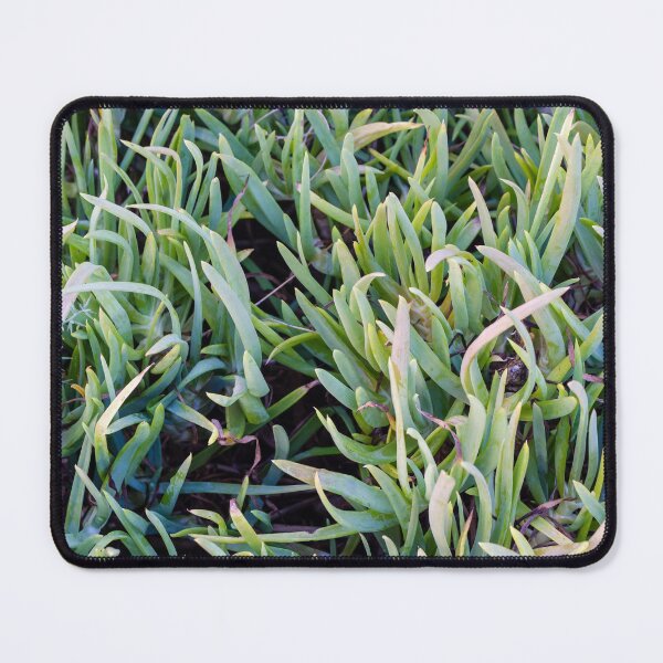 Item preview, Close-Up Of Green Succulent Ground Cover Leaves Forming Dense Foliage Pattern For Garden Background designed and sold by Nmallia.