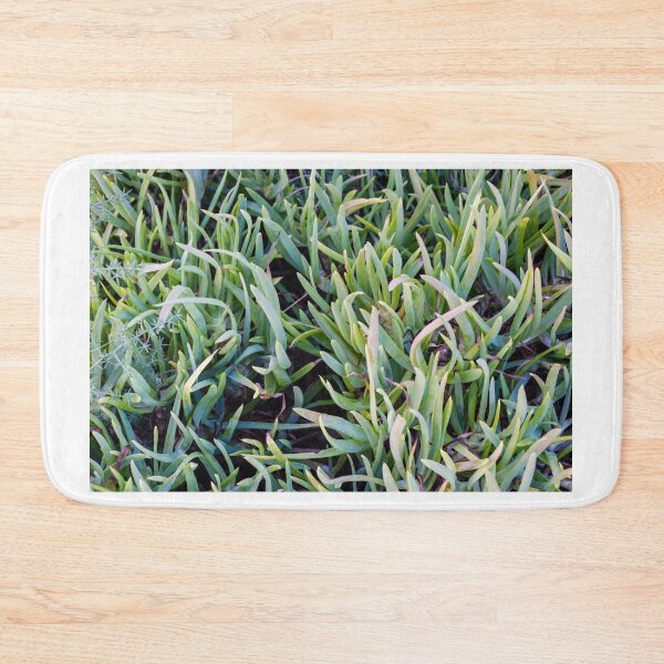 Item preview, Close-Up Of Green Succulent Ground Cover Leaves Forming Dense Foliage Pattern For Garden Background designed and sold by Nmallia.