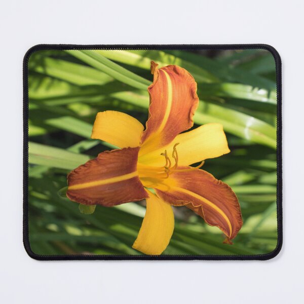 Item preview, Vibrant Bicolored Day Lily in Bloom designed and sold by Georgia Mizuleva.
