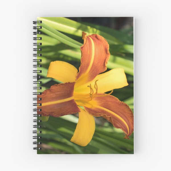 Item preview, Vibrant Bicolored Day Lily in Bloom designed and sold by Georgia Mizuleva.
