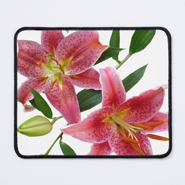 Item preview, pink stargazer lily botanical art designed and sold by introvertarts.