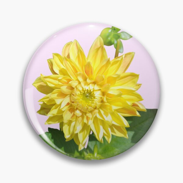 Item preview, Dahlia Gelber Vulcan Yellow For Bringing Positive Vibes and Strength To Oneself and The World Baby Pink Background designed and sold by BOKEbyTC.
