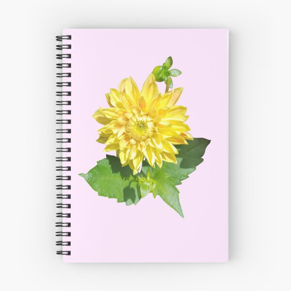 Item preview, Dahlia Gelber Vulcan Yellow For Bringing Positive Vibes and Strength To Oneself and The World Baby Pink Background designed and sold by BOKEbyTC.