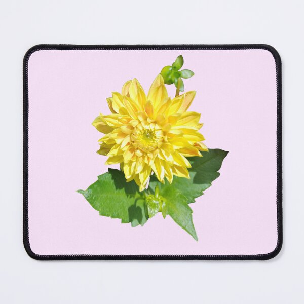 Item preview, Dahlia Gelber Vulcan Yellow For Bringing Positive Vibes and Strength To Oneself and The World Baby Pink Background designed and sold by BOKEbyTC.