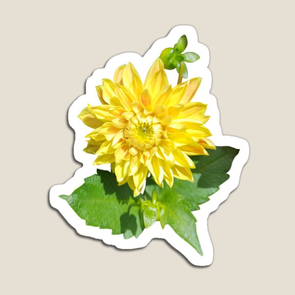 Item preview, Dahlia Gelber Vulcan Yellow For Bringing Positive Vibes and Strength To Oneself and The World Baby Pink Background designed and sold by BOKEbyTC.