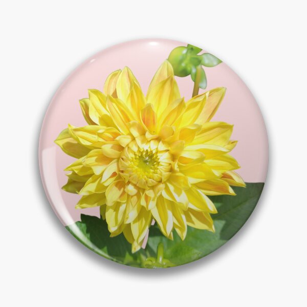 Item preview, Dahlia Gelber Vulcan Yellow For Bringing Positive Vibes and Strength To Oneself and The World Salmon Background designed and sold by BOKEbyTC.