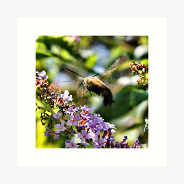 'Clearwing Moth Blur' Art Print