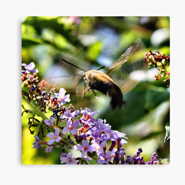 'Clearwing Moth Blur' Canvas Print