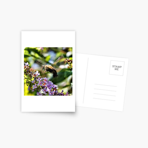 'Clearwing Moth Blur' Postcard