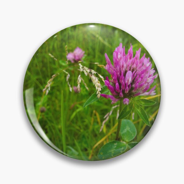 Item preview, Red Clover Wildflower | Barnack Hills and Holes Meadow Photography designed and sold by MikeWalksUK.