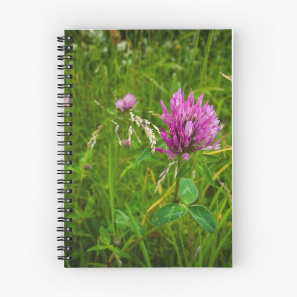Item preview, Red Clover Wildflower | Barnack Hills and Holes Meadow Photography designed and sold by MikeWalksUK.