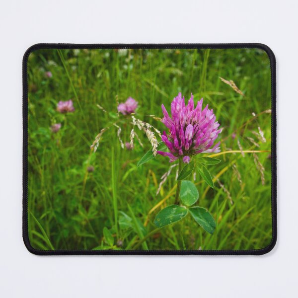Item preview, Red Clover Wildflower | Barnack Hills and Holes Meadow Photography designed and sold by MikeWalksUK.