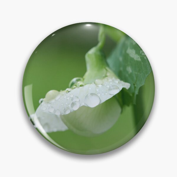 Item preview, Droplets on the flower. Garden pea designed and sold by Jouko Lehto Photography.